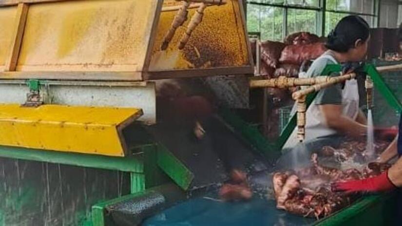 Produccion-de-quequisque-3