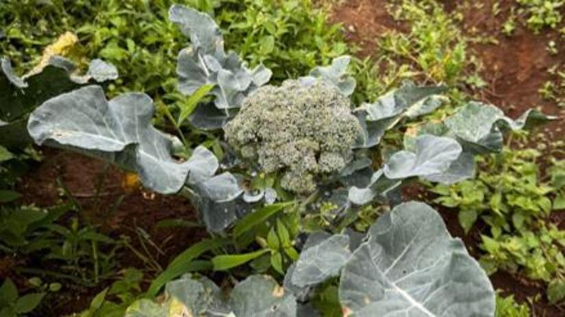 Produccion-de-brocoli-4