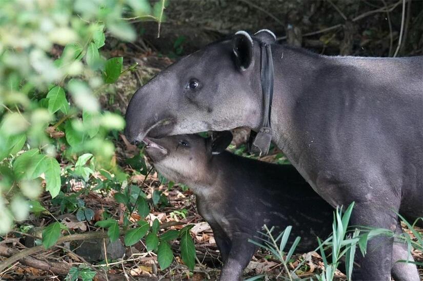 Tapir-en-Nicaragua-6