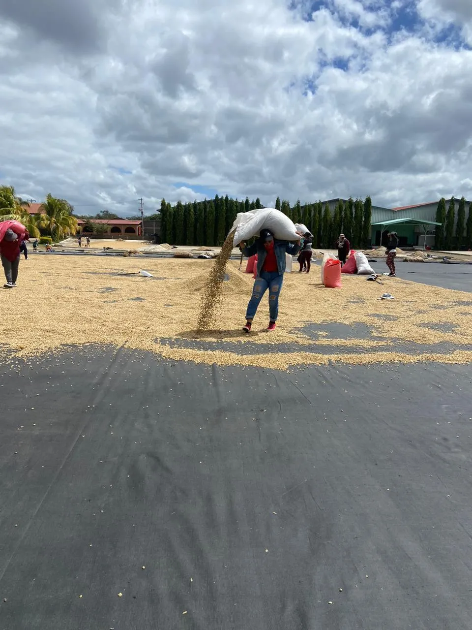 Produccion-de-Cafe--(6)