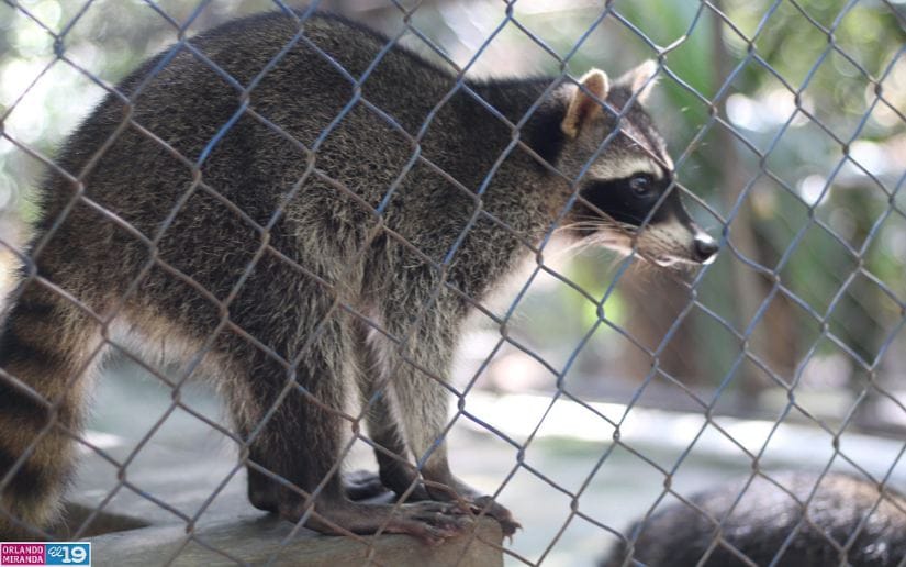 Zoologico-Thomas-Belt-1