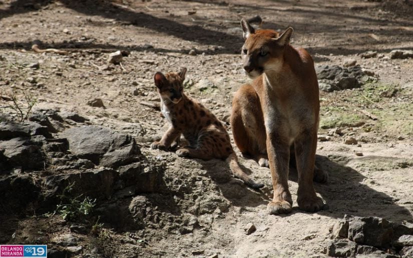 Zoologico-Thomas-Belt-10