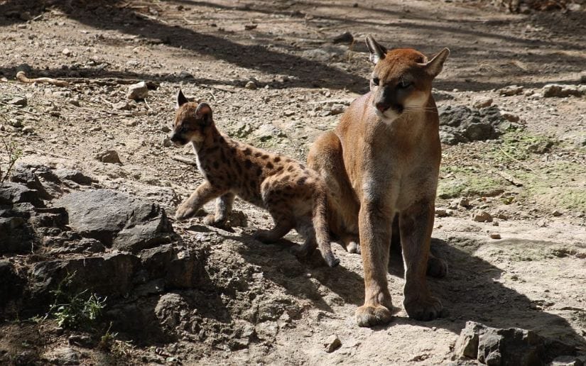 Zoologico-Thomas-Belt-11