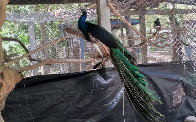 Zoologico-Thomas-Belt-16