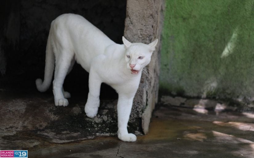 Zoologico-Thomas-Belt-4