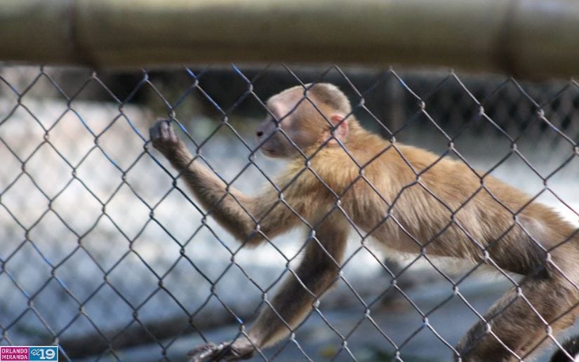 Zoologico-Thomas-Belt-6