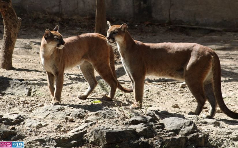 Zoologico-Thomas-Belt-9