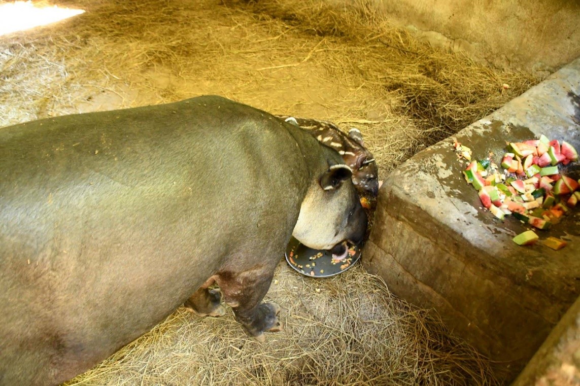 TAPIR6