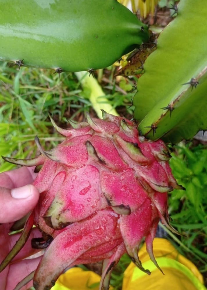 PITAYA5