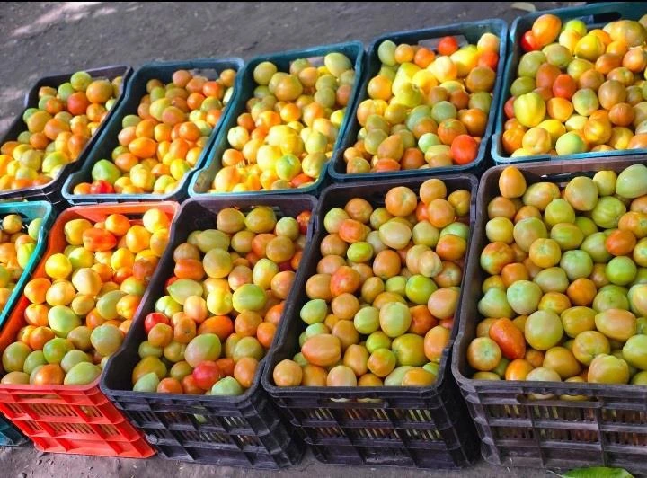 TOMATE4
