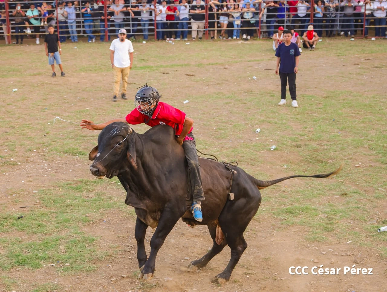 TOROS-(7)