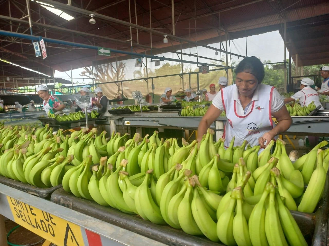 BANANO2