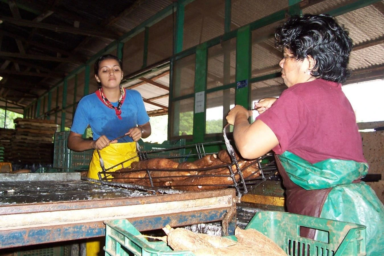 YUCA1
