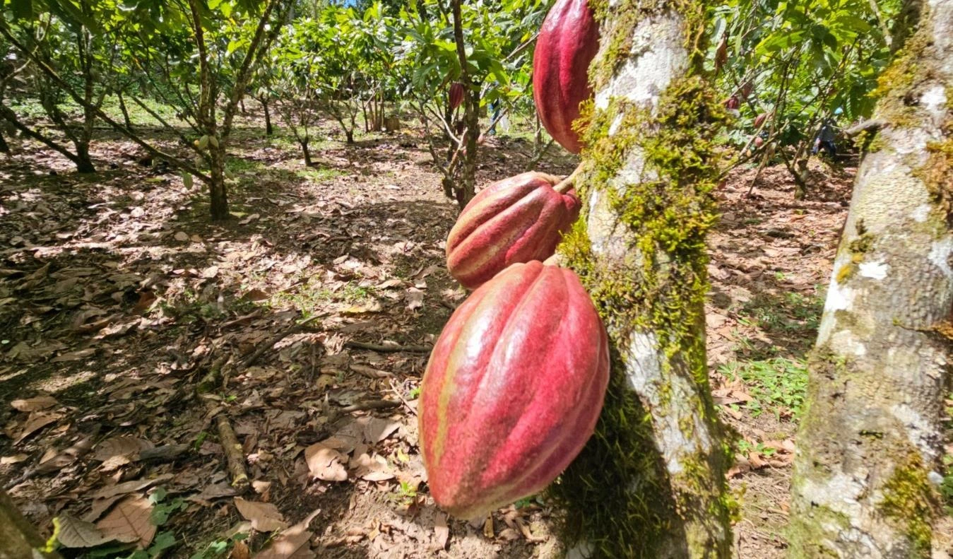 CACAO2
