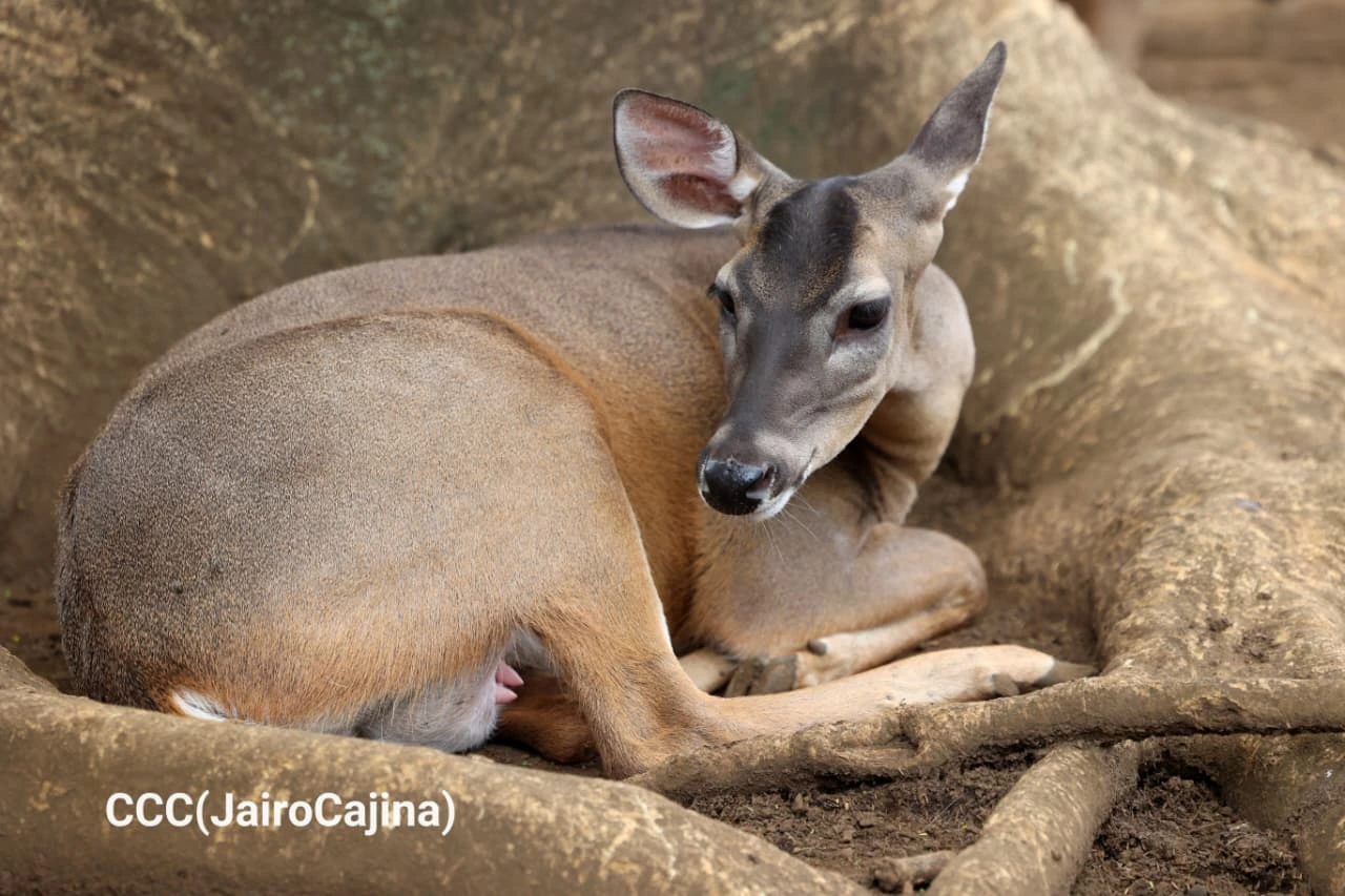 ZOOLOGICO-(14)