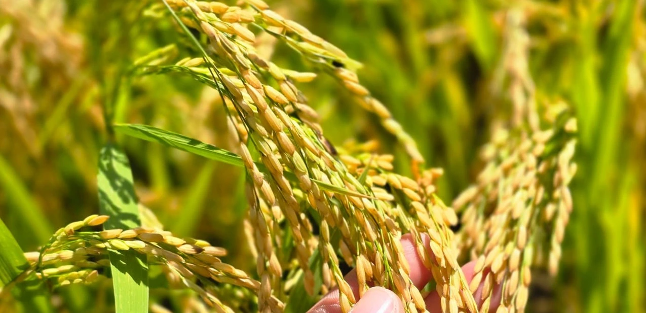 ARROZ6