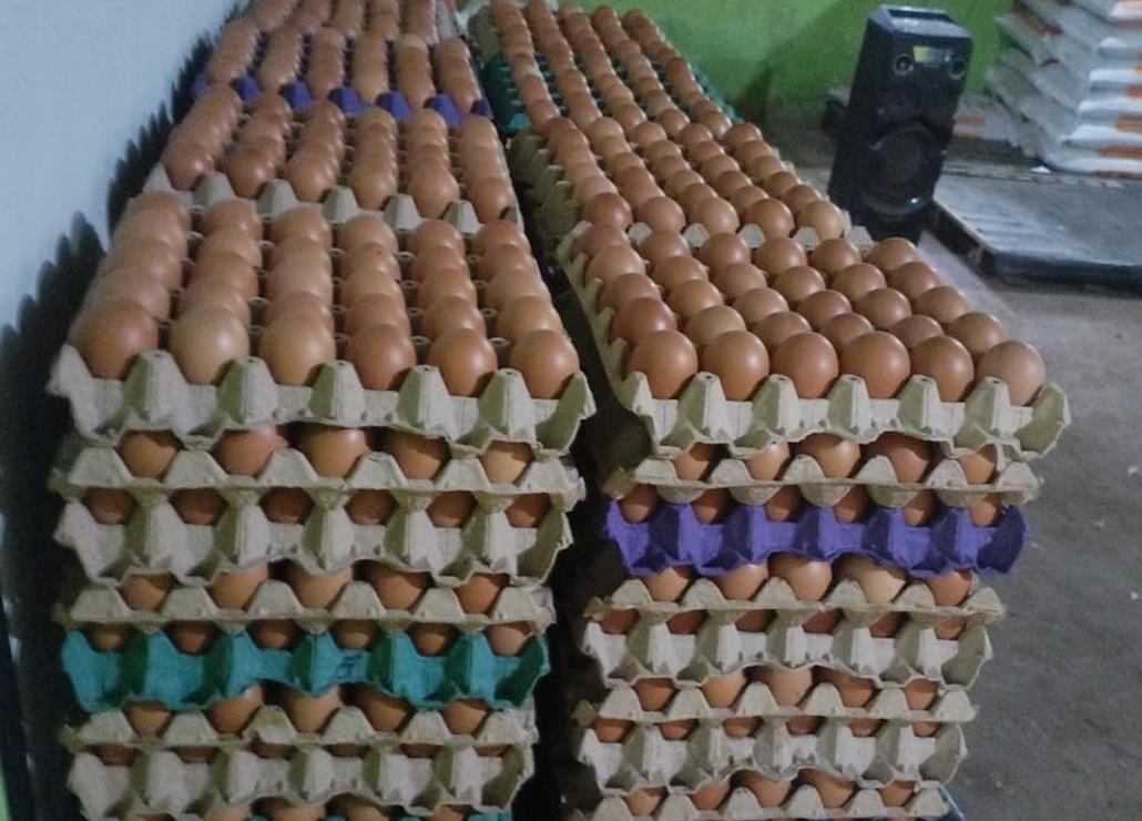 Produccion-de-Huevo--(5)