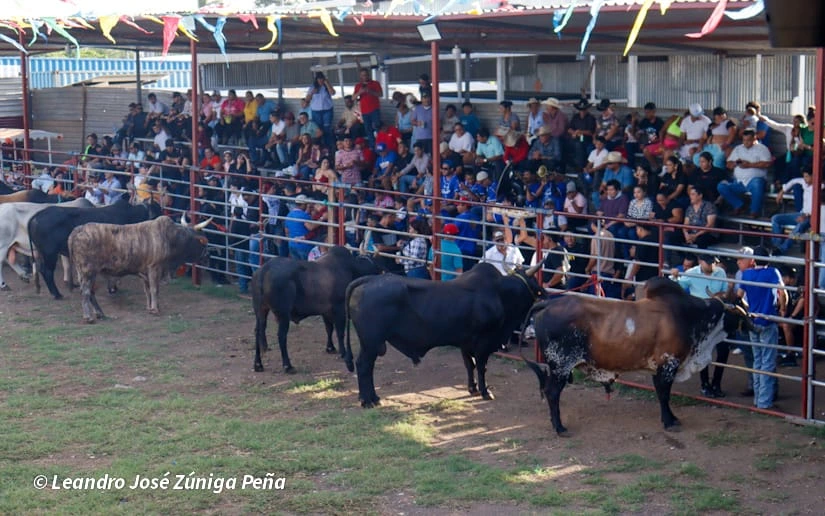 TOROS-(5)