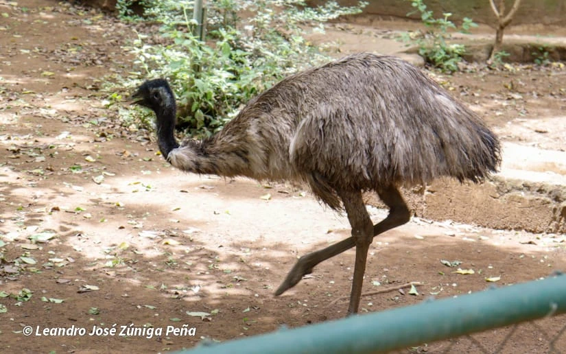 ZOOLOGICO-(1)