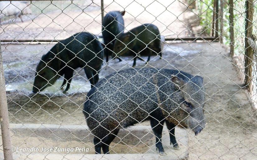 ZOOLOGICO-(28)