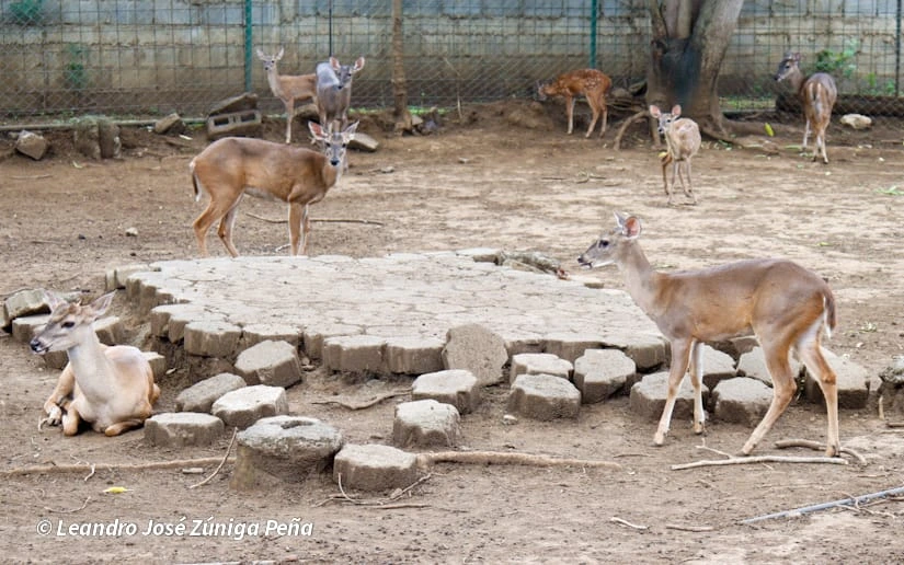 ZOOLOGICO-(29)