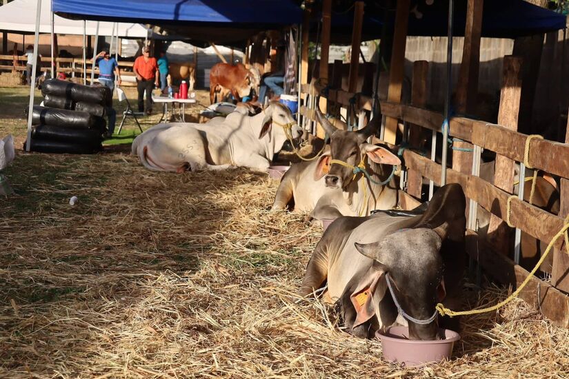 Feria-Ganadera-8