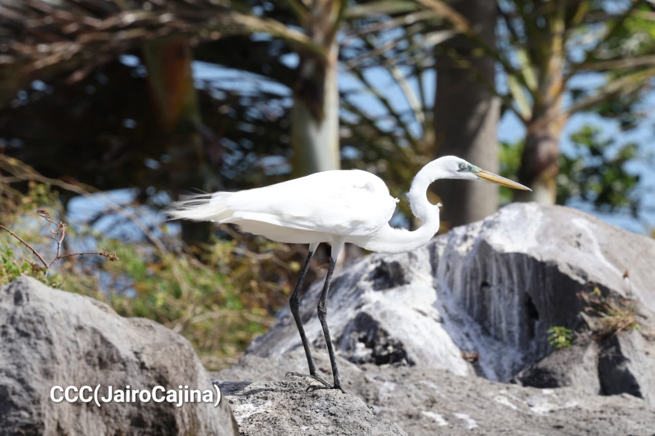 Isla-de-Ometepe--(33)