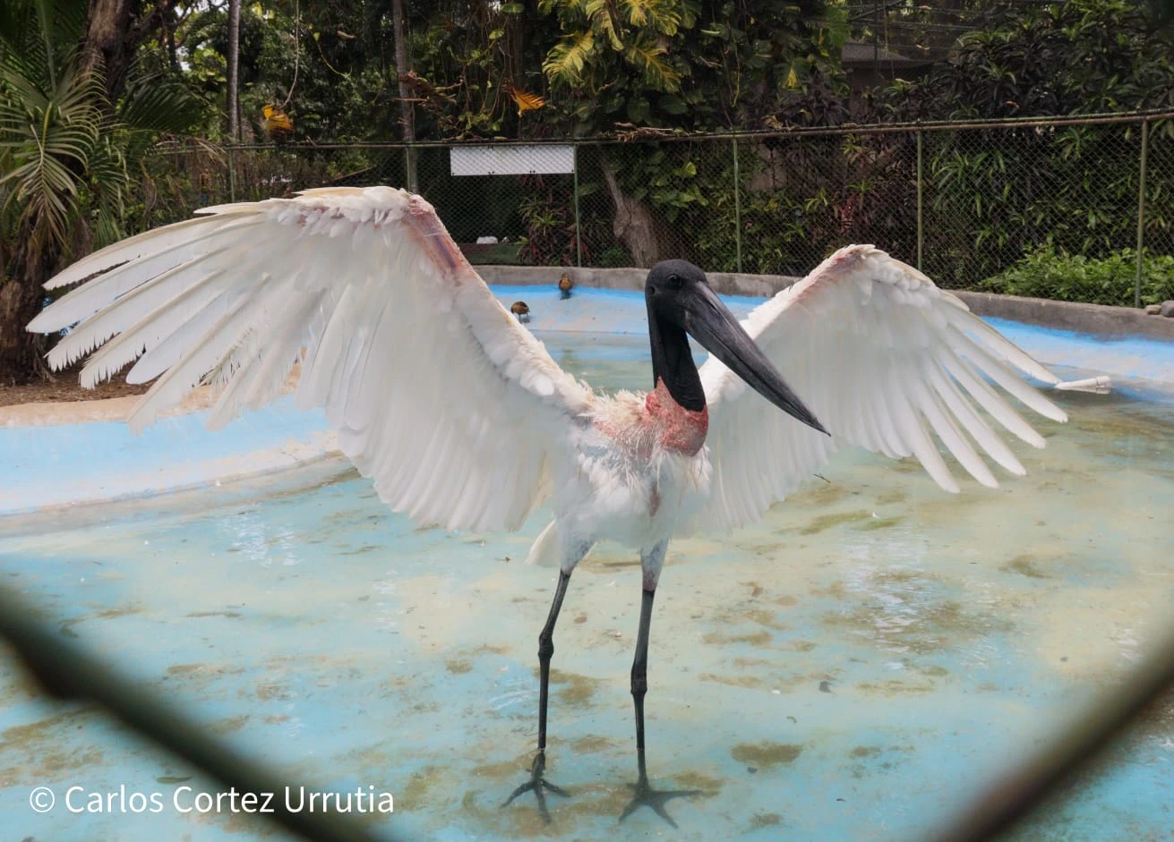 ZOOLOGICO-(10)