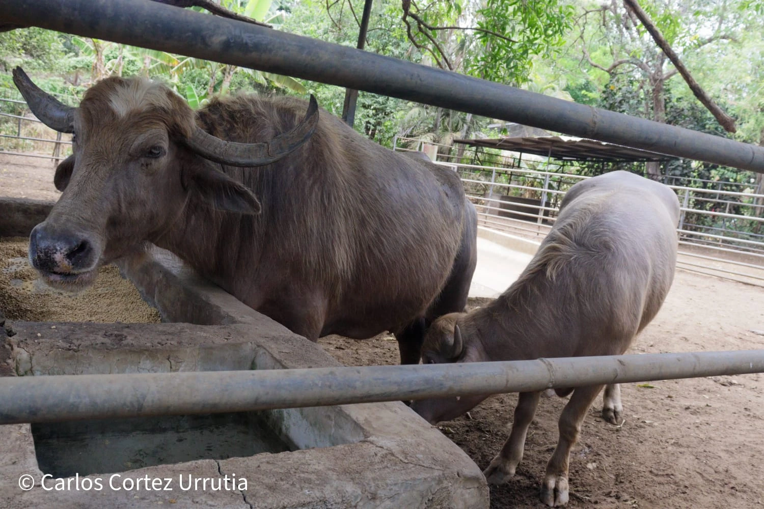 ZOOLOGICO-(11)