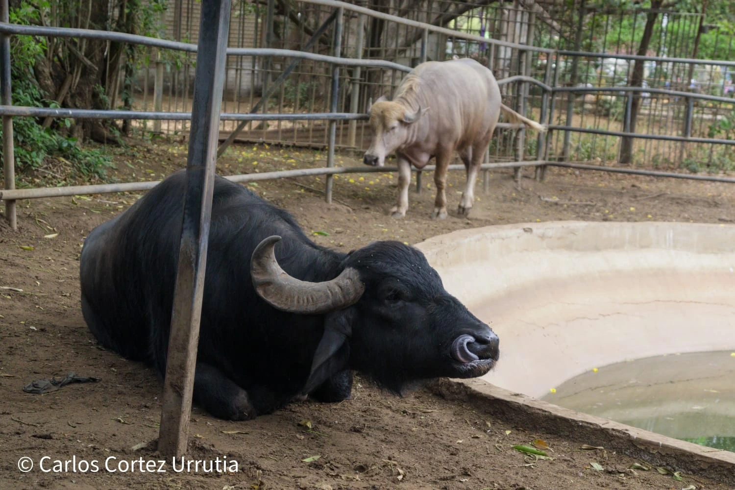 ZOOLOGICO-(12)