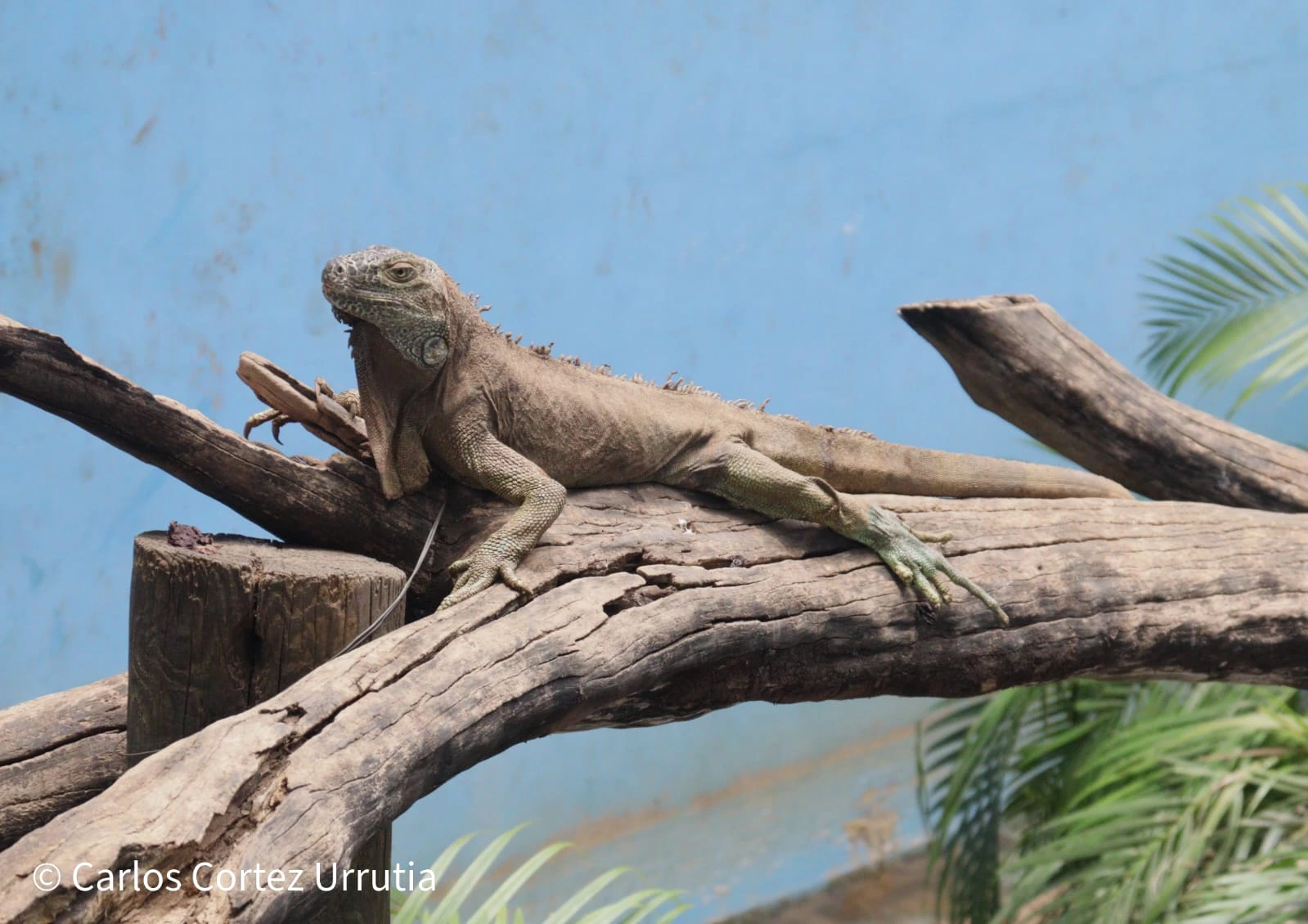 ZOOLOGICO-(17)