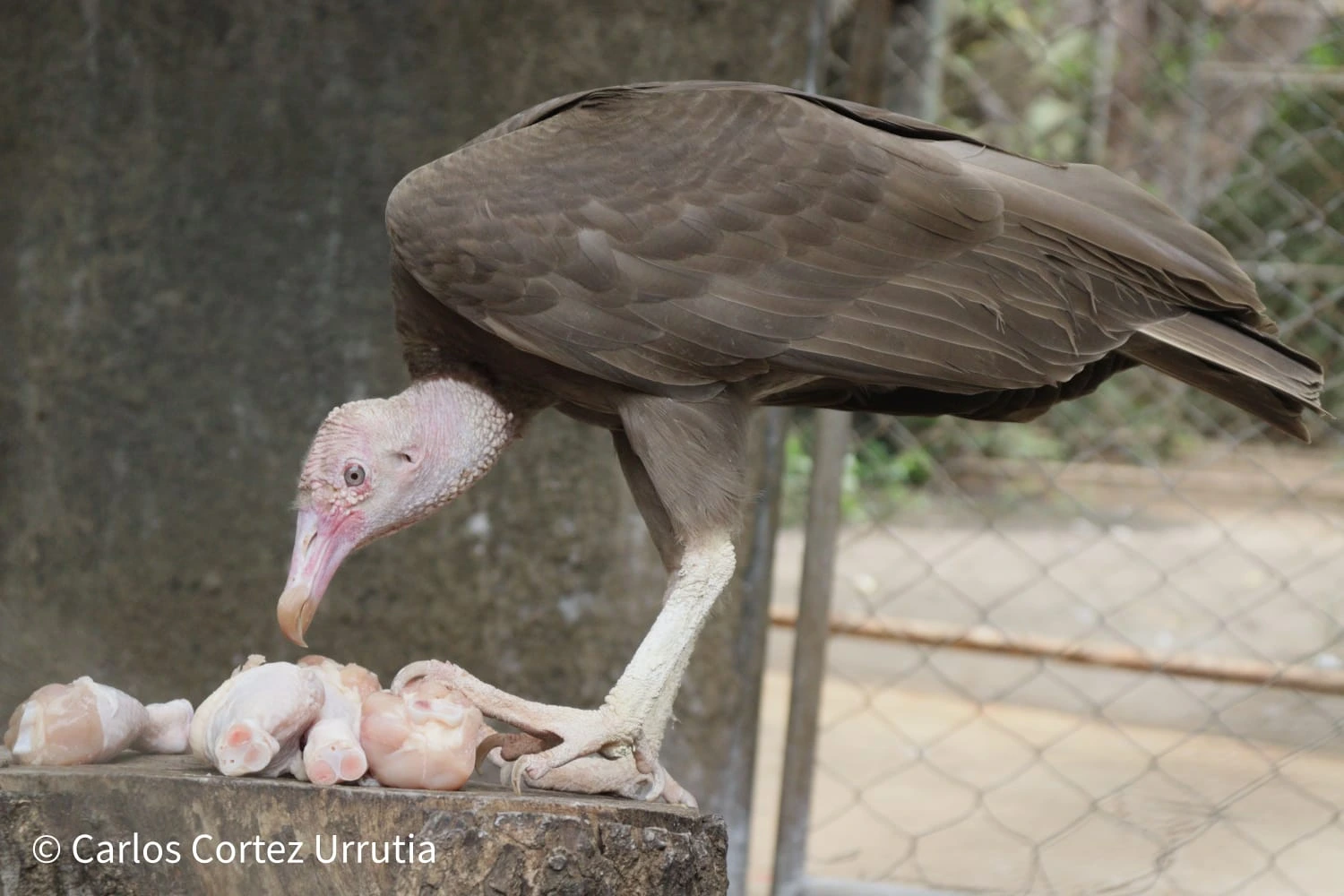ZOOLOGICO-(18)