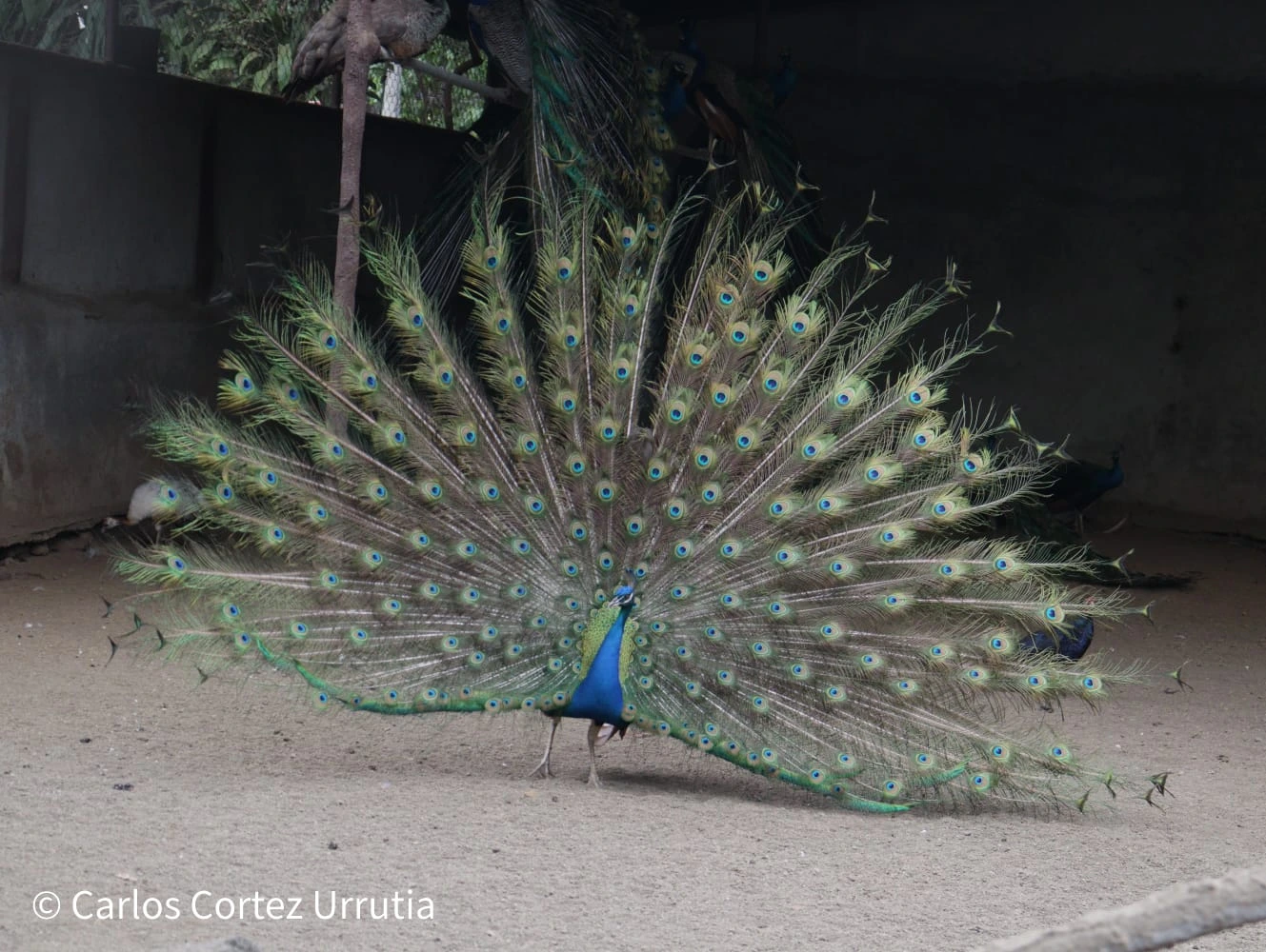 ZOOLOGICO-(2)