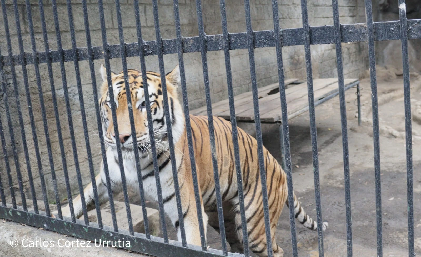 ZOOLOGICO-(5)