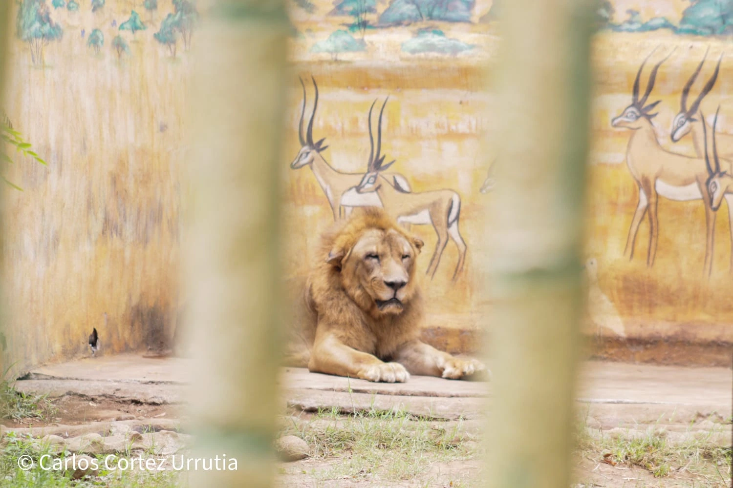 ZOOLOGICO-(7)