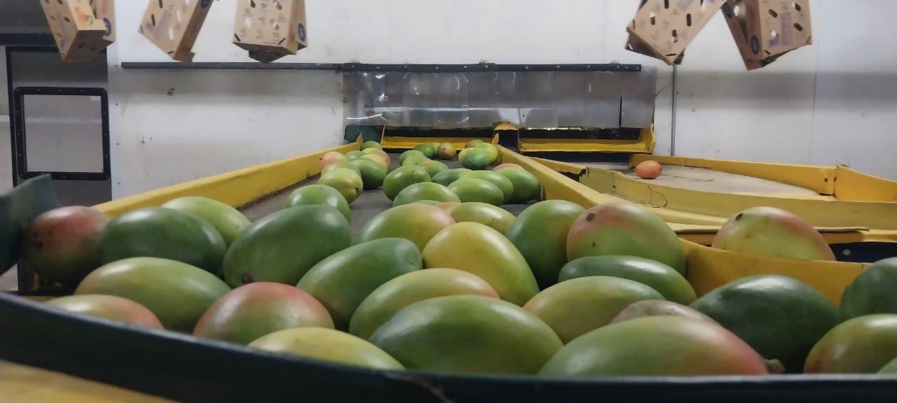 MANGO-5