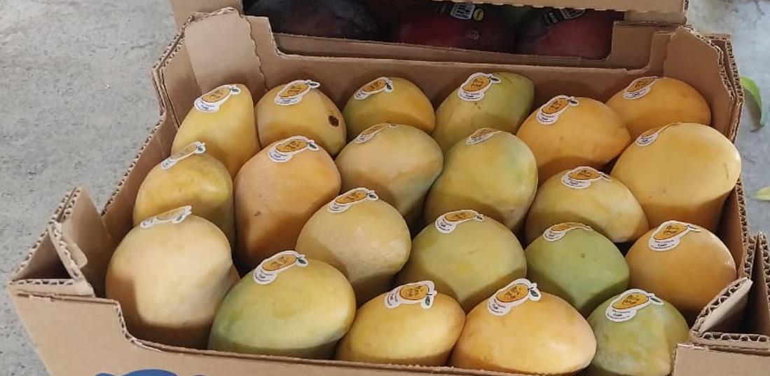 MANGO-6