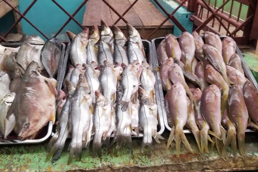 INPESCA-5