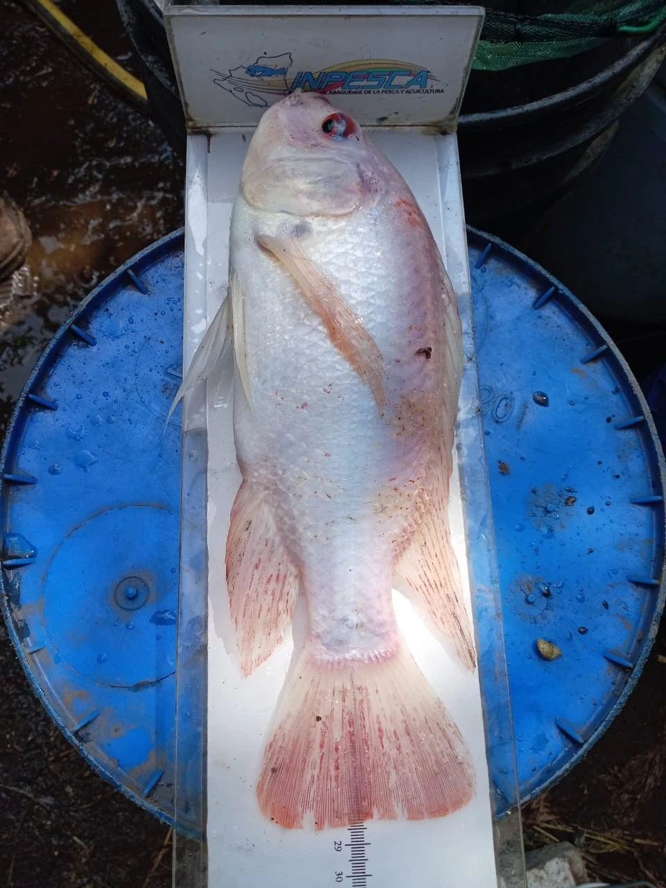 INPESCA12