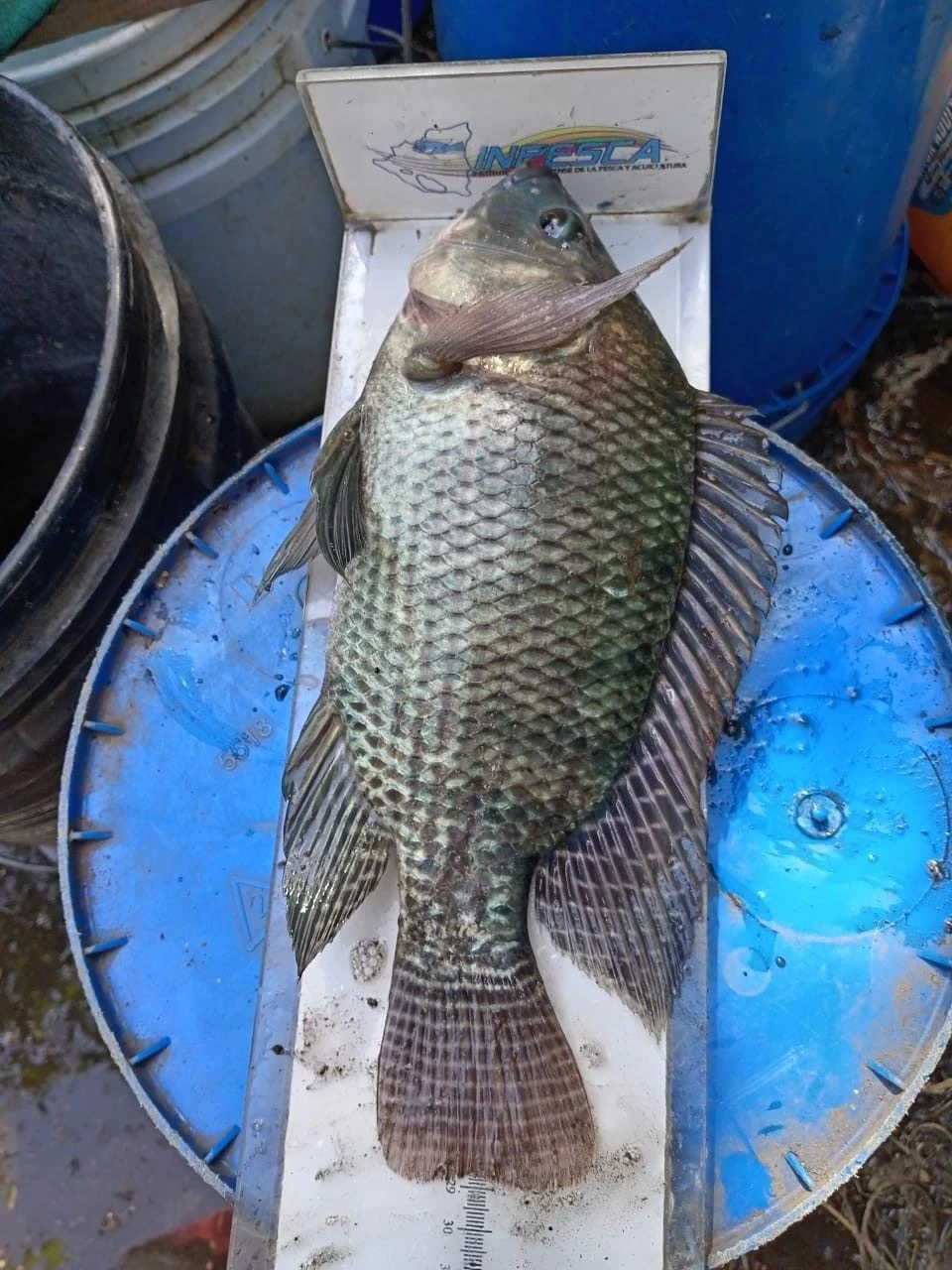 INPESCA13