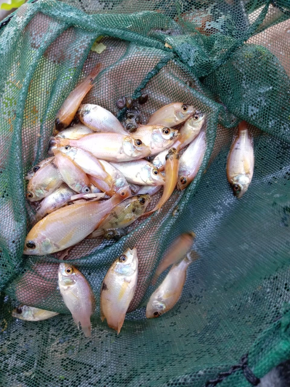 INPESCA3