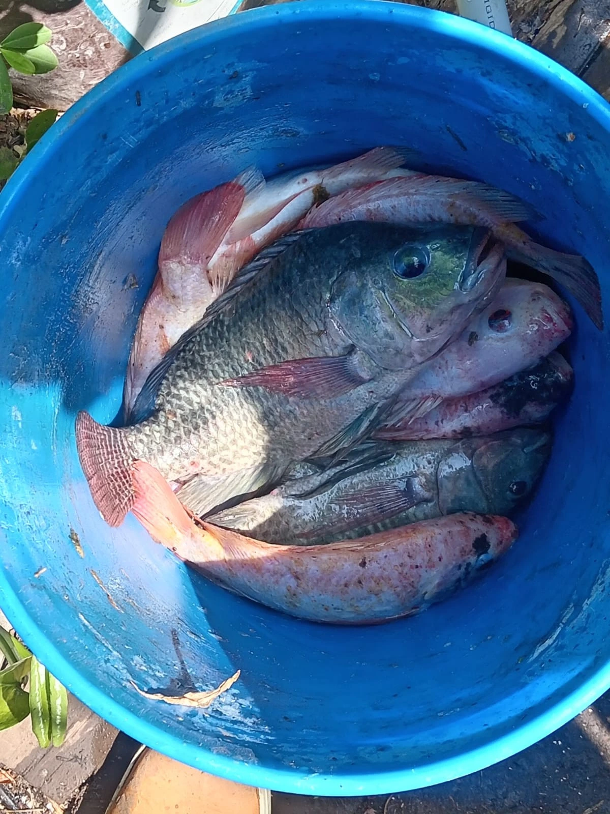 INPESCA7