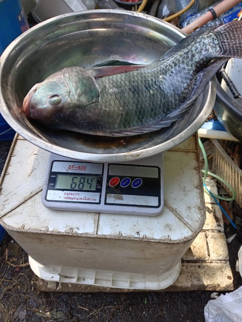 INPESCA9