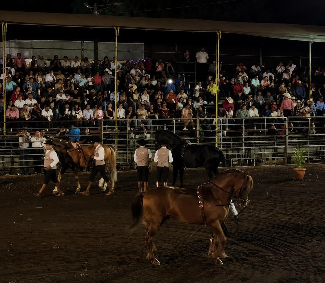 GANADO16