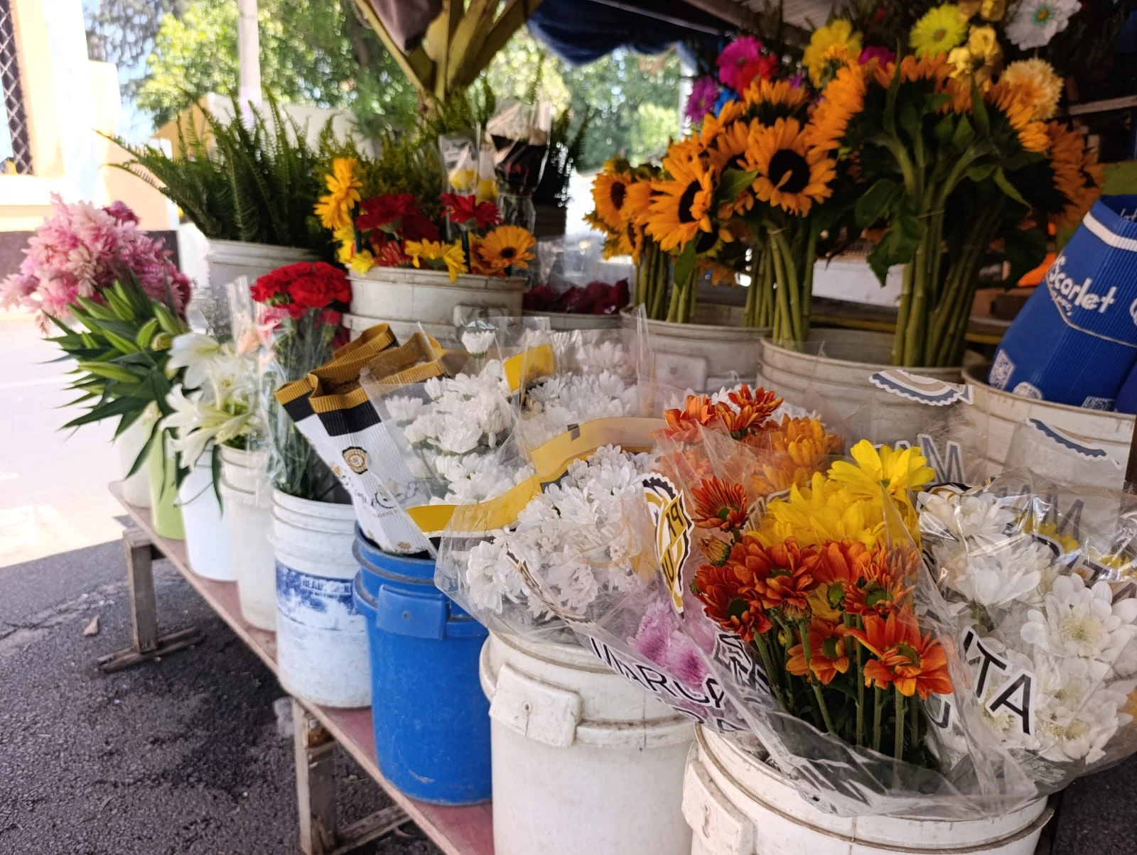 FLORES5