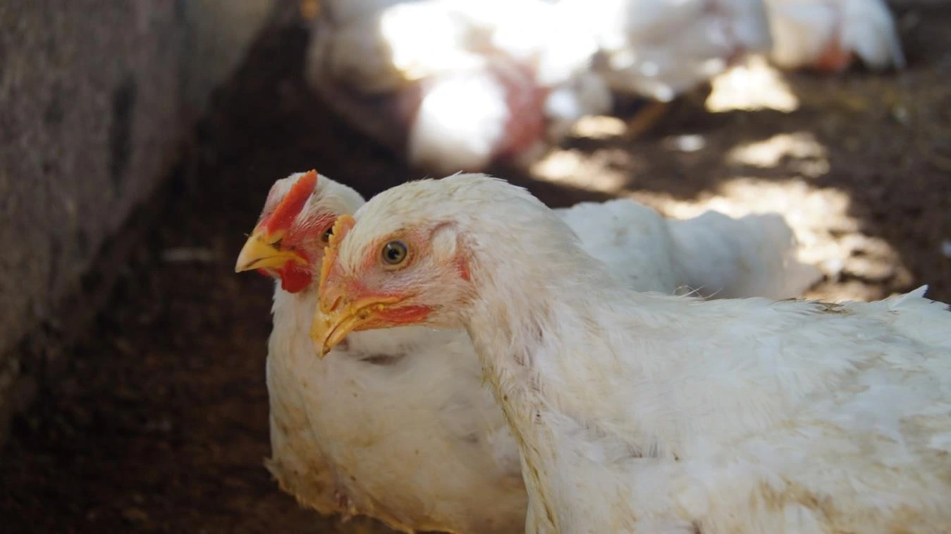 POLLO2