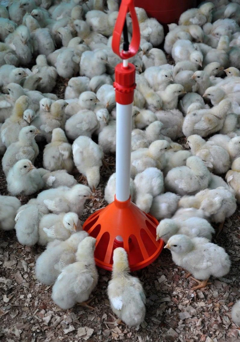 POLLO3