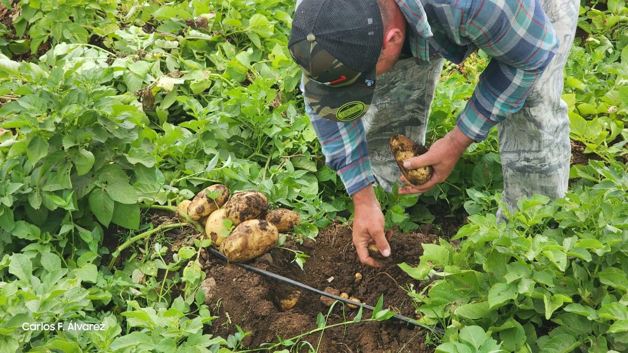 PRODUCTORES18