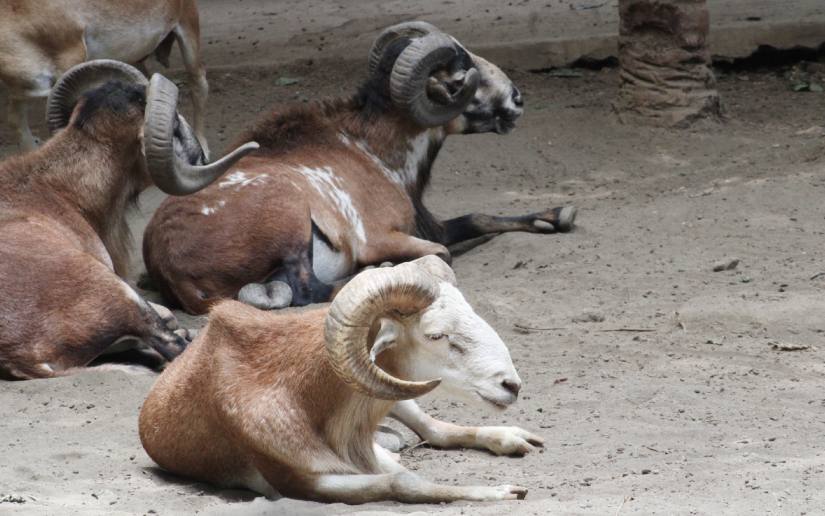 ZOOLOGICO--(1)
