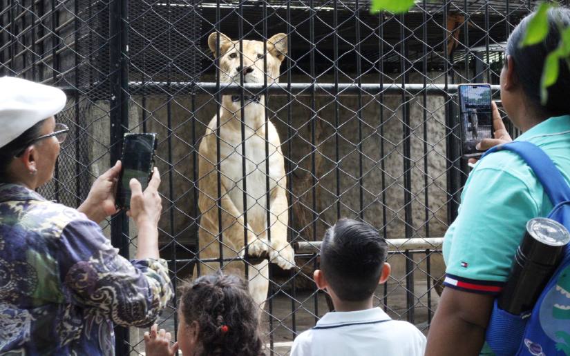 ZOOLOGICO--(2)